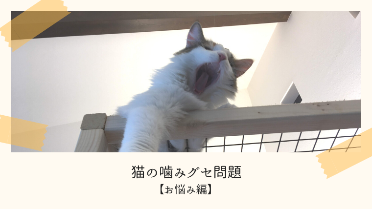 猫の噛みグセ問題 お悩み編 三毛猫の独白