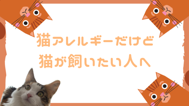 猫アレルギーだけど 猫が飼いたい人へ アレルギー体質の私と 愛猫クローネのアレルギー対策方法 三毛猫の独白