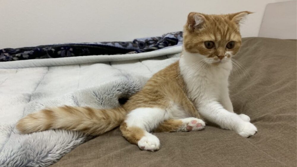 子猫ポンドfip 猫伝染性腹膜炎 闘病記録その２ 三毛猫の独白
