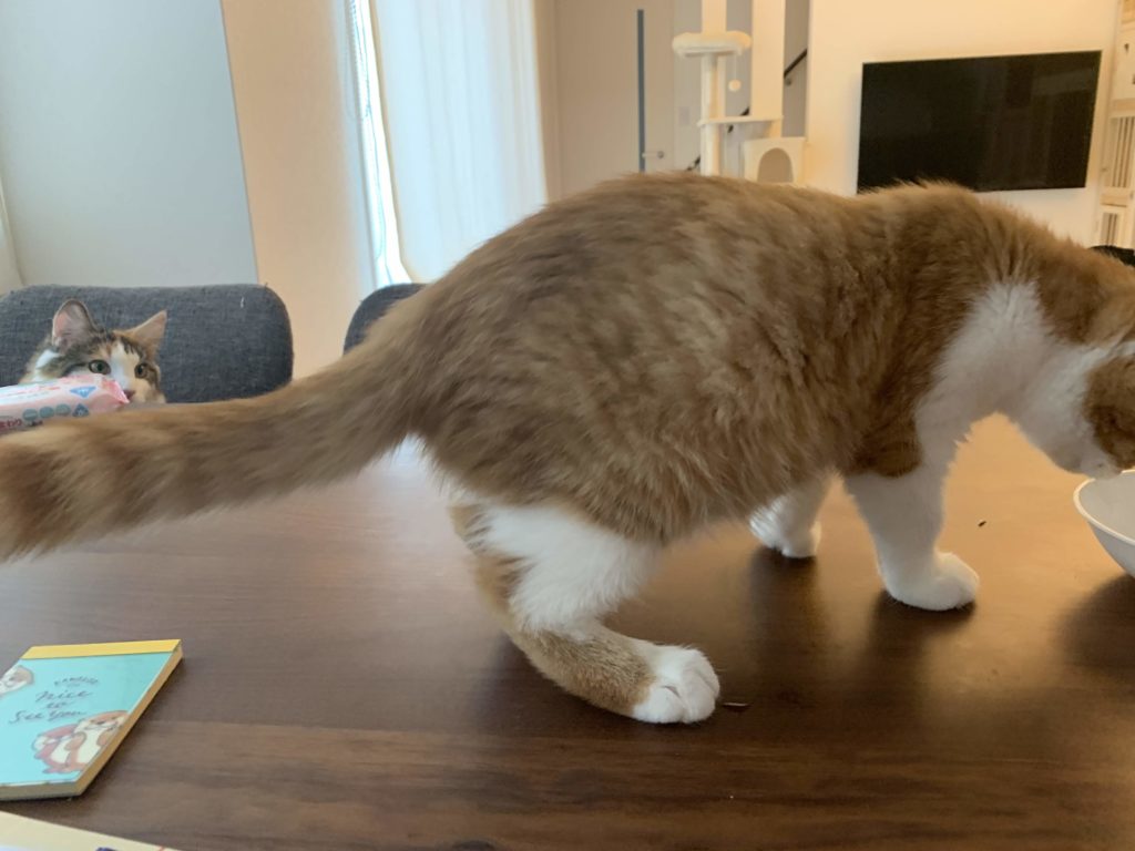 子猫ポンドfip 猫伝染性腹膜炎 闘病記録その２ 三毛猫の独白