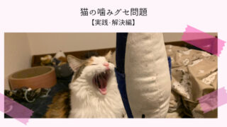 猫の噛みグセ問題 お悩み編 三毛猫の独白